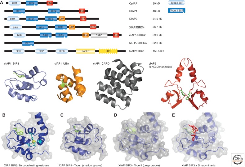 Inhibitor of Apoptosis (IAP) Proteins–Modulators of Cell Death and ...