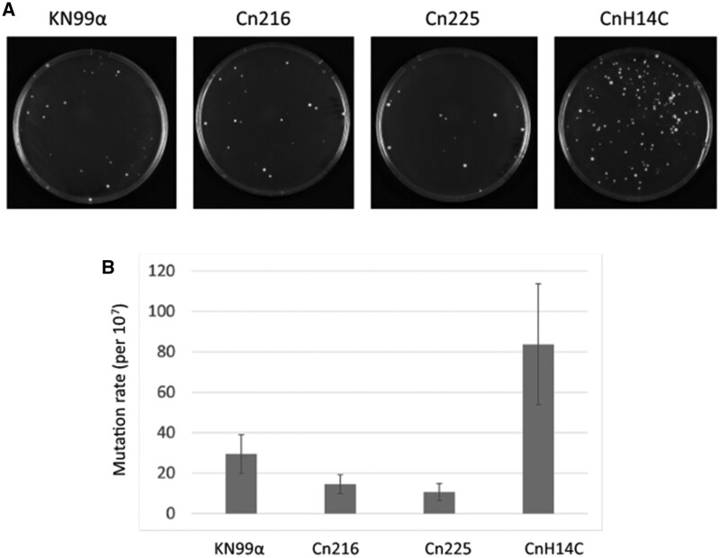 Figure 6