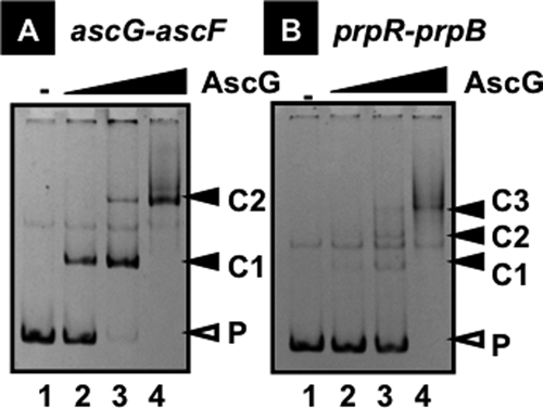 FIG. 1.