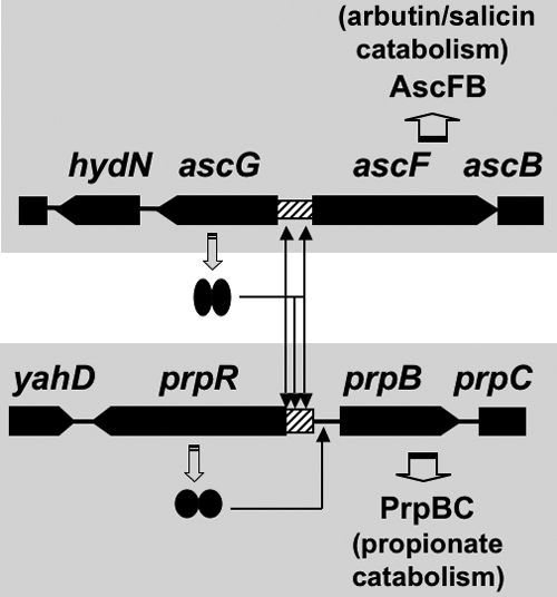 FIG. 8.