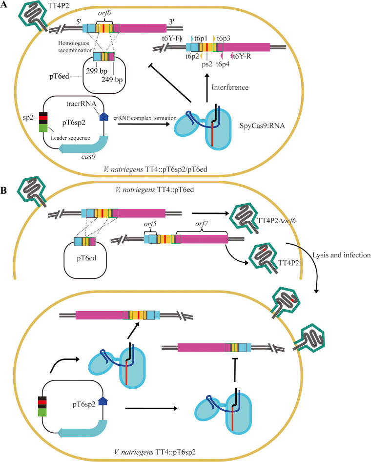 FIG 1