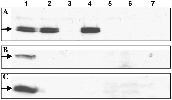 FIG. 7