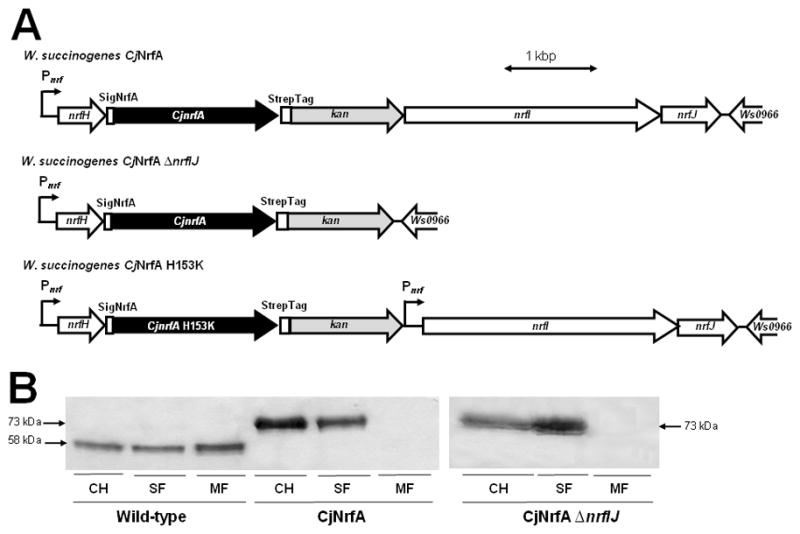 Fig. 5