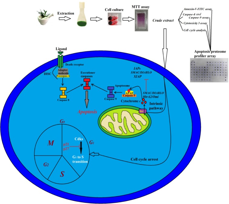 Figure 13