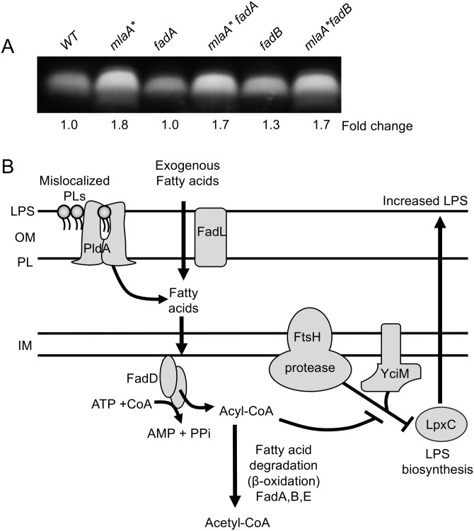 FIG 7 