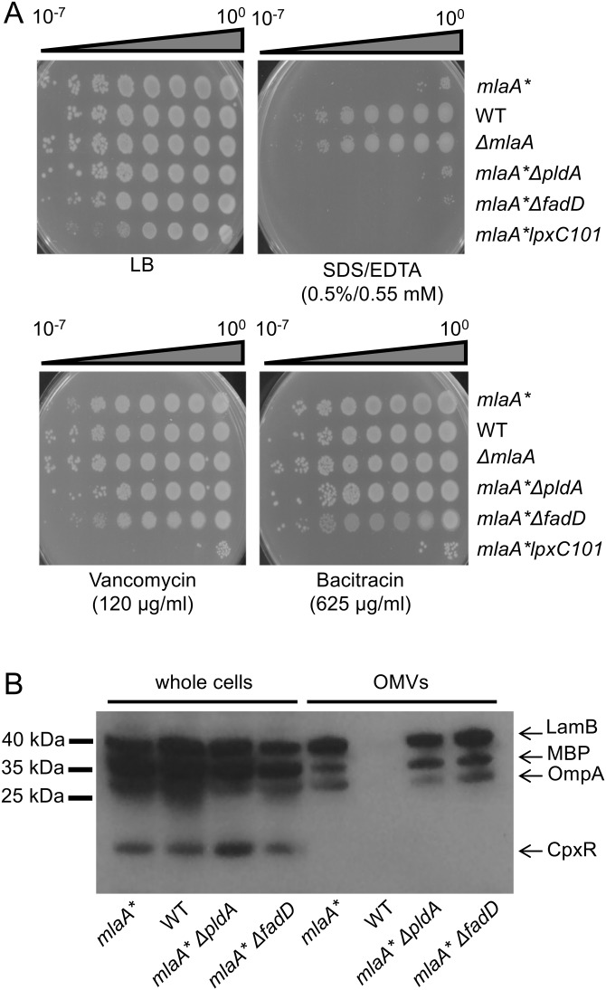 FIG 6 