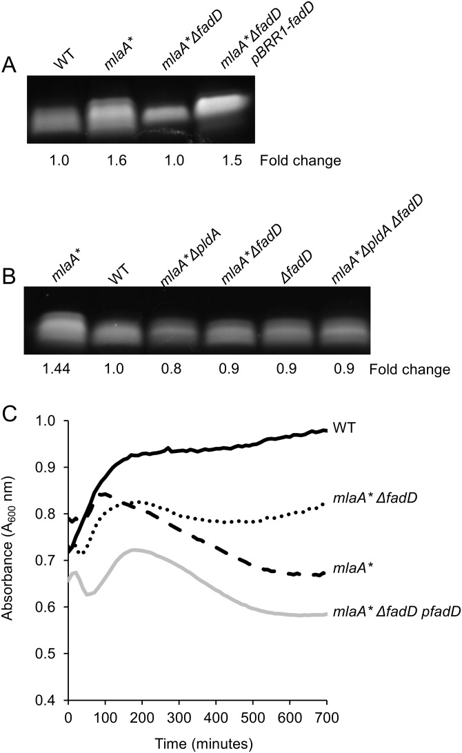 FIG 4 