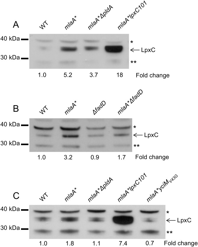 FIG 5 