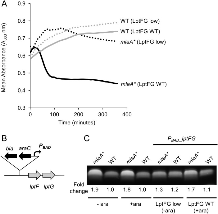 FIG 1 