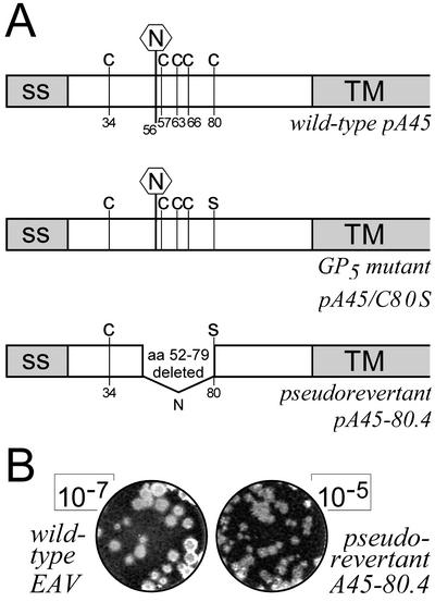 FIG. 3.