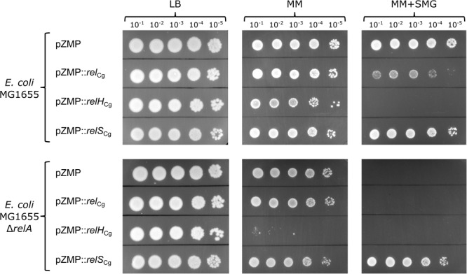 FIGURE 3