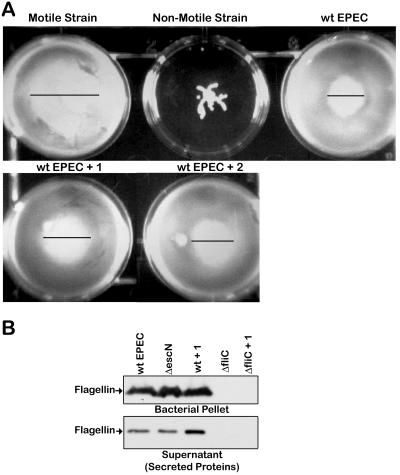 FIG. 7.