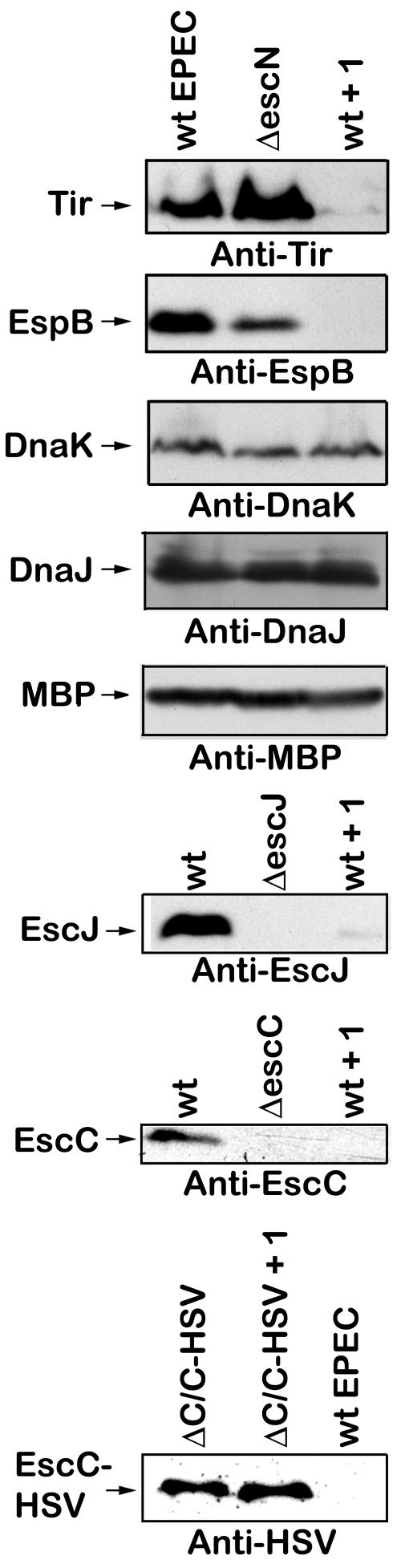 FIG. 5.