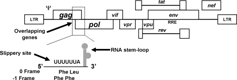 FIGURE 1.