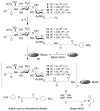 Scheme 2