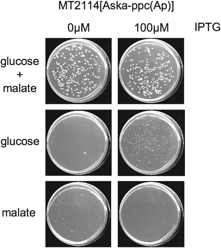 Fig 4