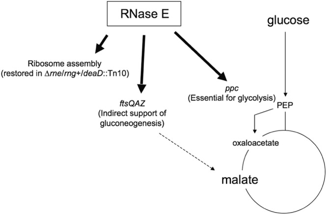 Fig 8