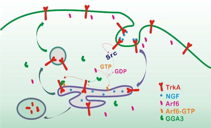 FIGURE 9: