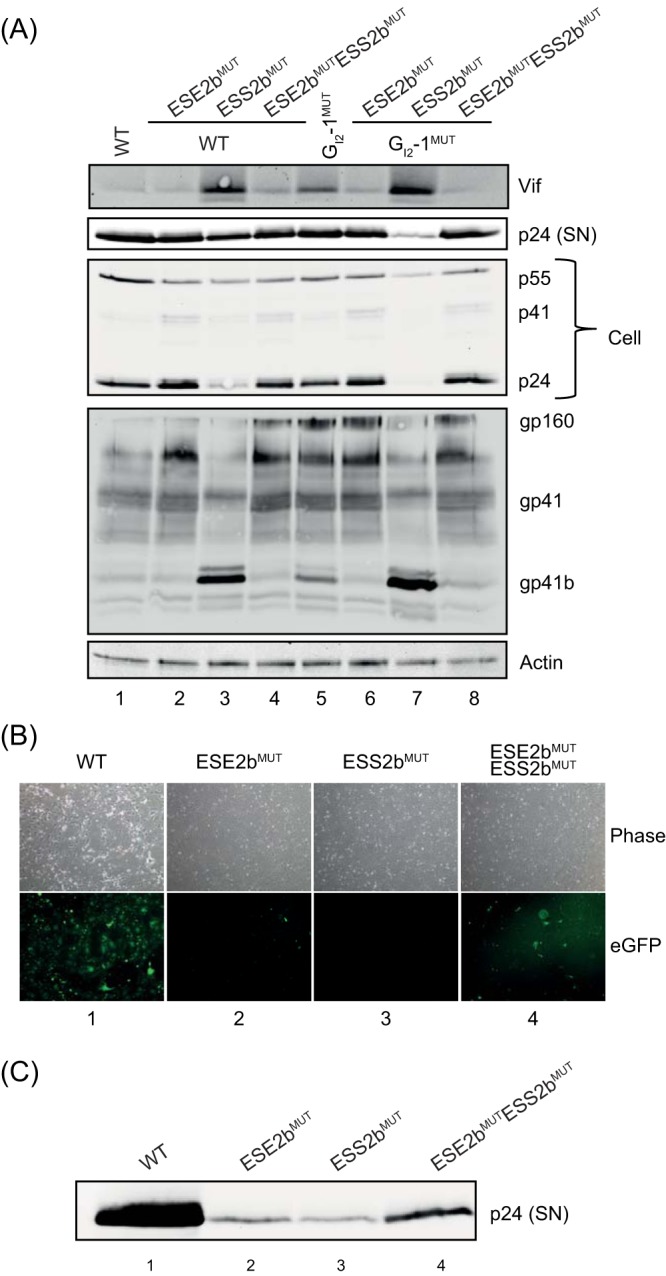 FIG 5