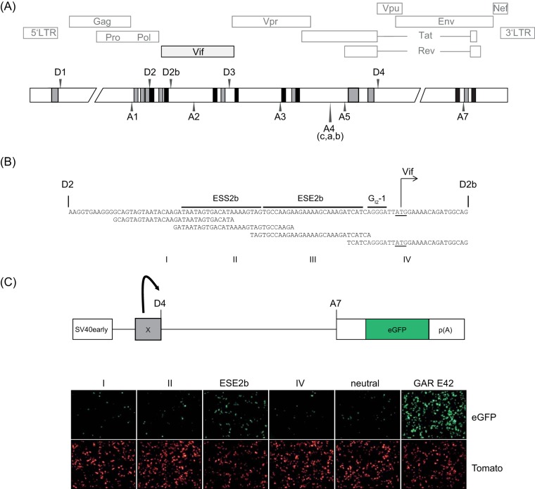 FIG 1