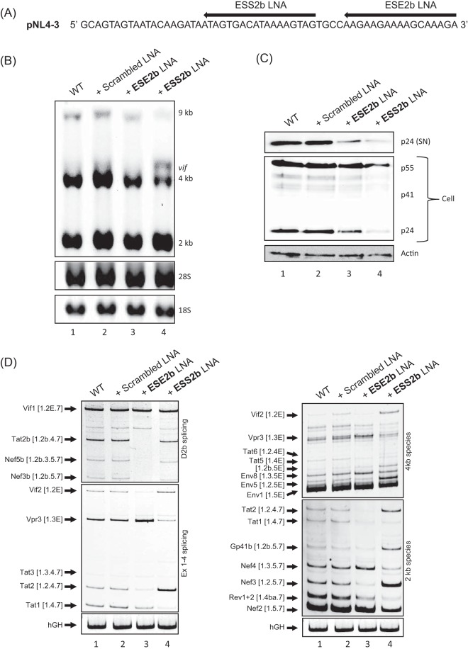 FIG 6