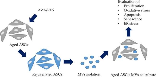 Graphical Abstract