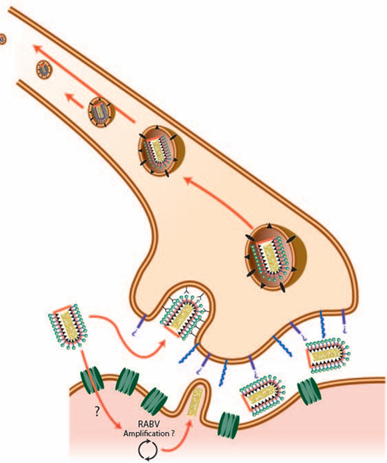 Figure 1b: