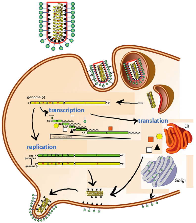 Figure 1a: