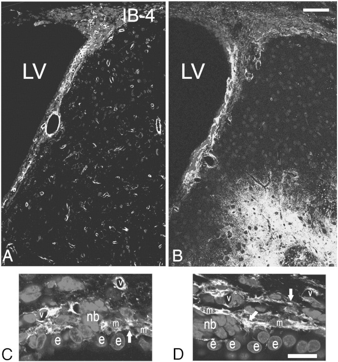 Fig. 6