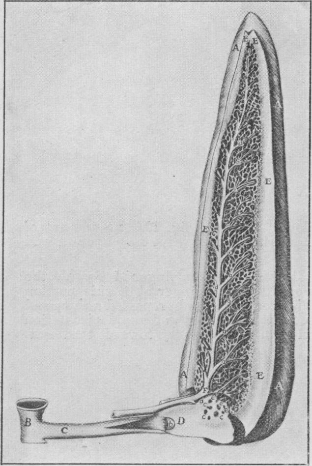 Fig. 12