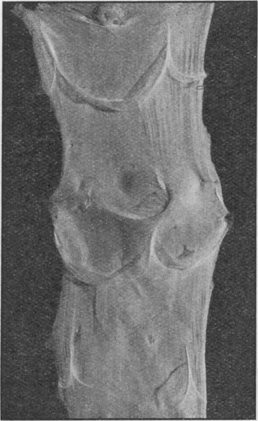 Fig. 21