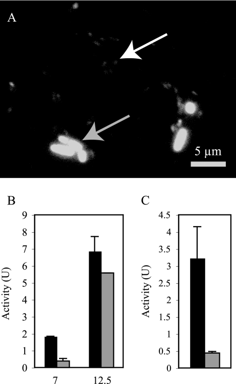 FIG. 2.