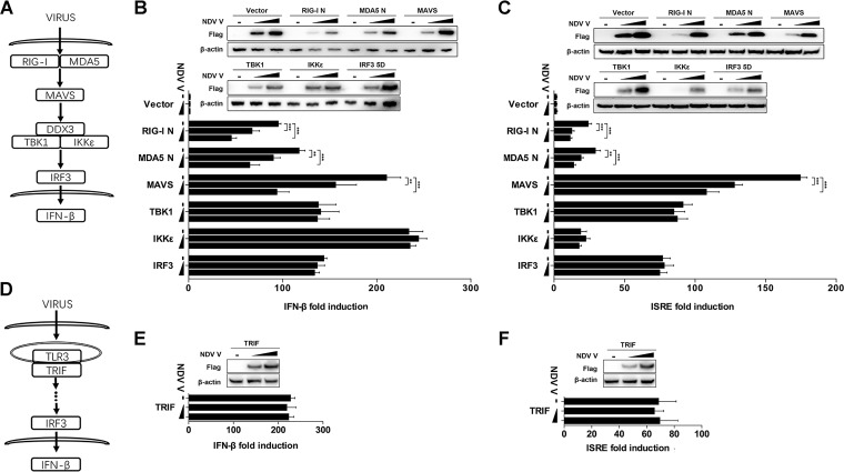 FIG 3