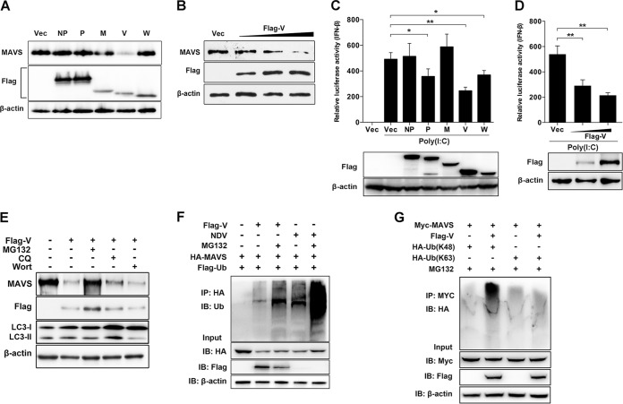 FIG 2