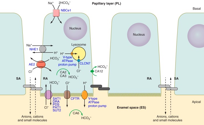 FIGURE 12.