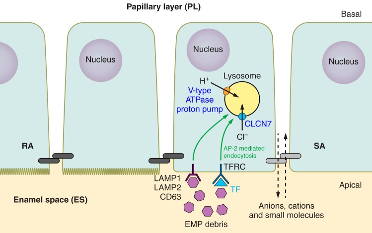 FIGURE 10.