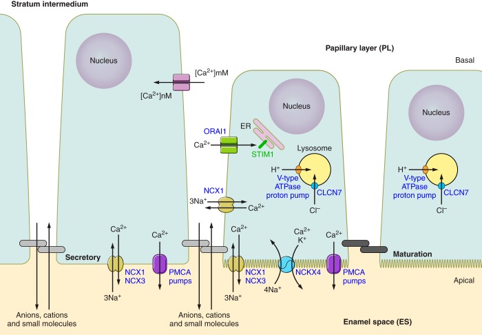 FIGURE 13.