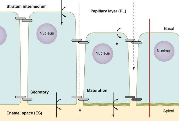 FIGURE 11.