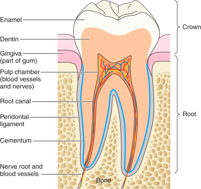 FIGURE 1.