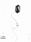 FIG. 1.