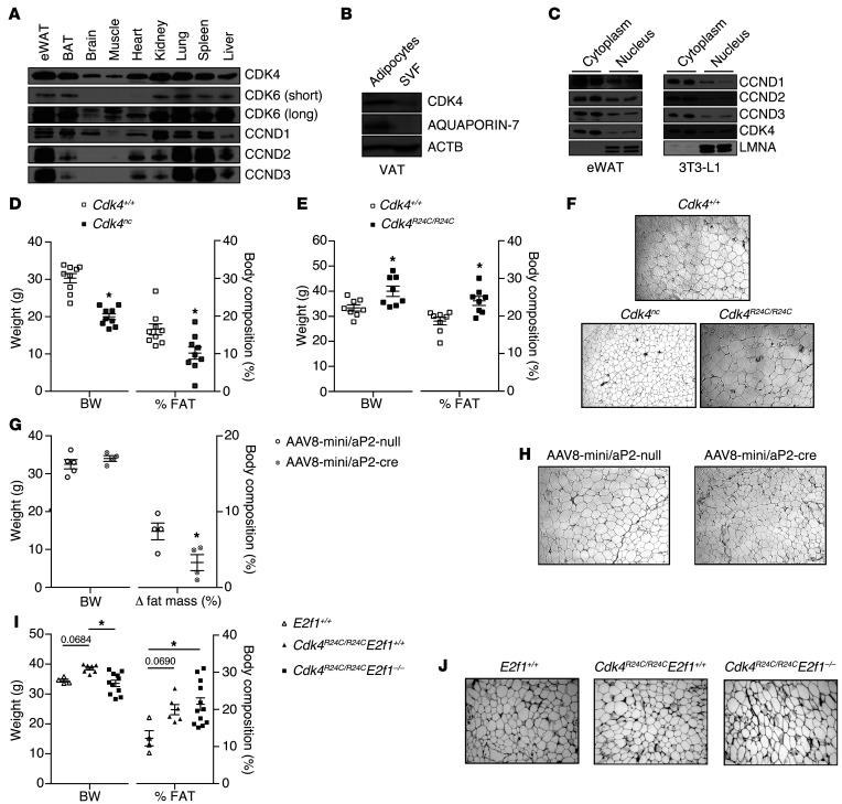 CDK4 is an essential insulin effector in adipocytes - PMC