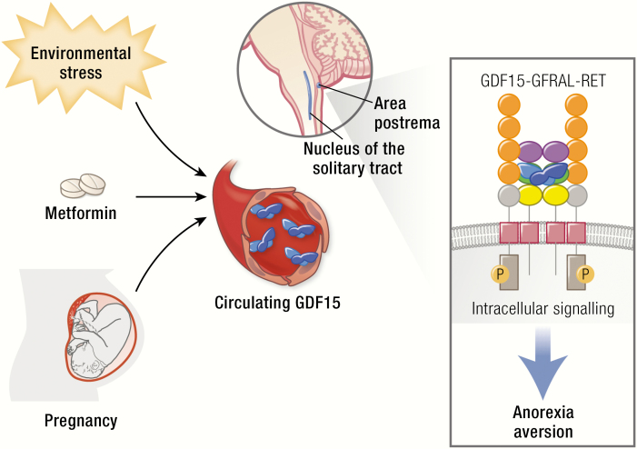 Graphical Abstract