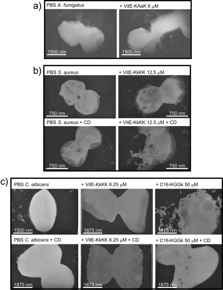 Fig 5