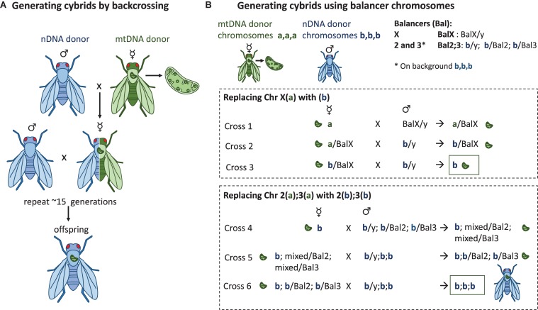 FIGURE 2