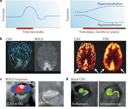 Box 1 | fMRI and the hippocampal circuit