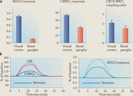 Box 2 | The complexity of interpreting the BOLD response in ageing and disease