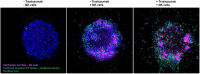 Fig. 1 (abstract P3).