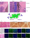 Fig. 1 (abstract P236).