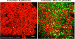 Fig. 2 (abstract P3).