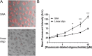 Fig. 1 (abstract P344).